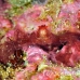 crab_orangutan_kimamg27_h_0061_sul7929.jpg
